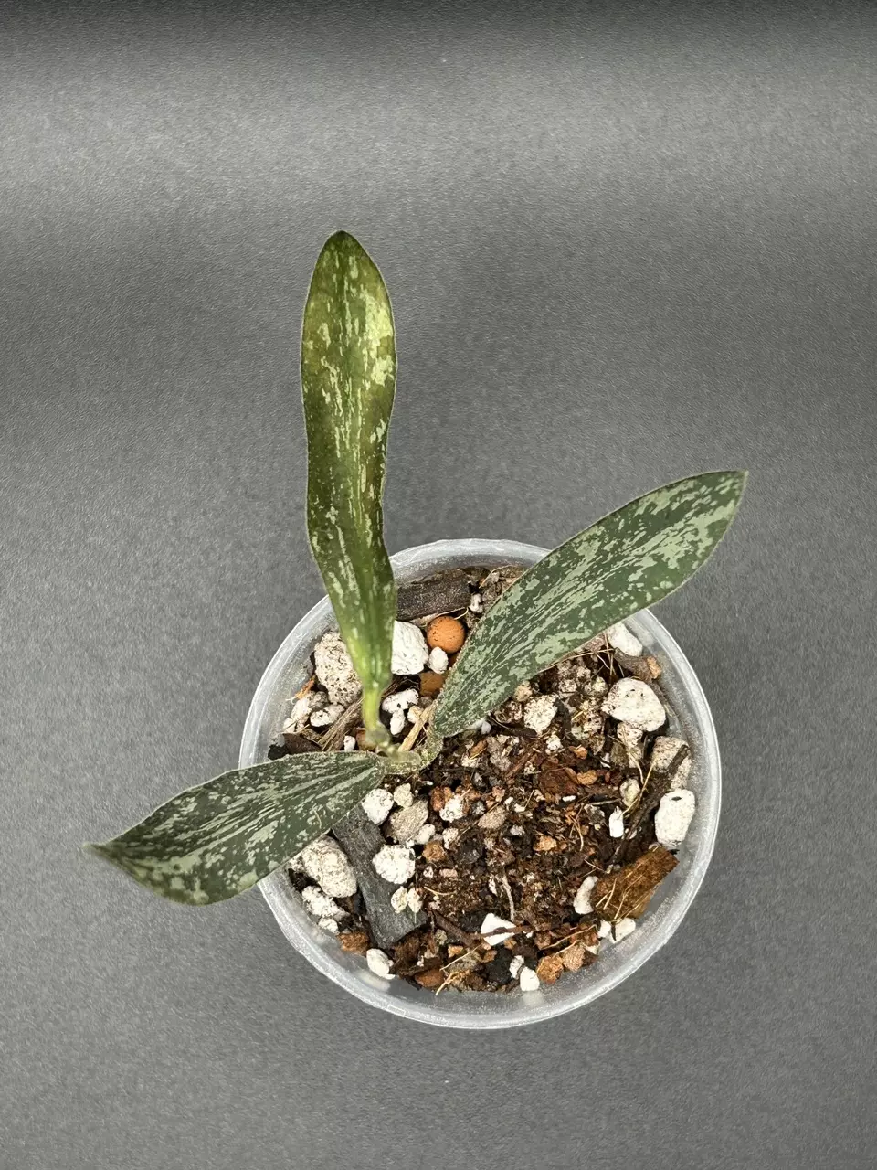 H. Sigillatis thumbnail