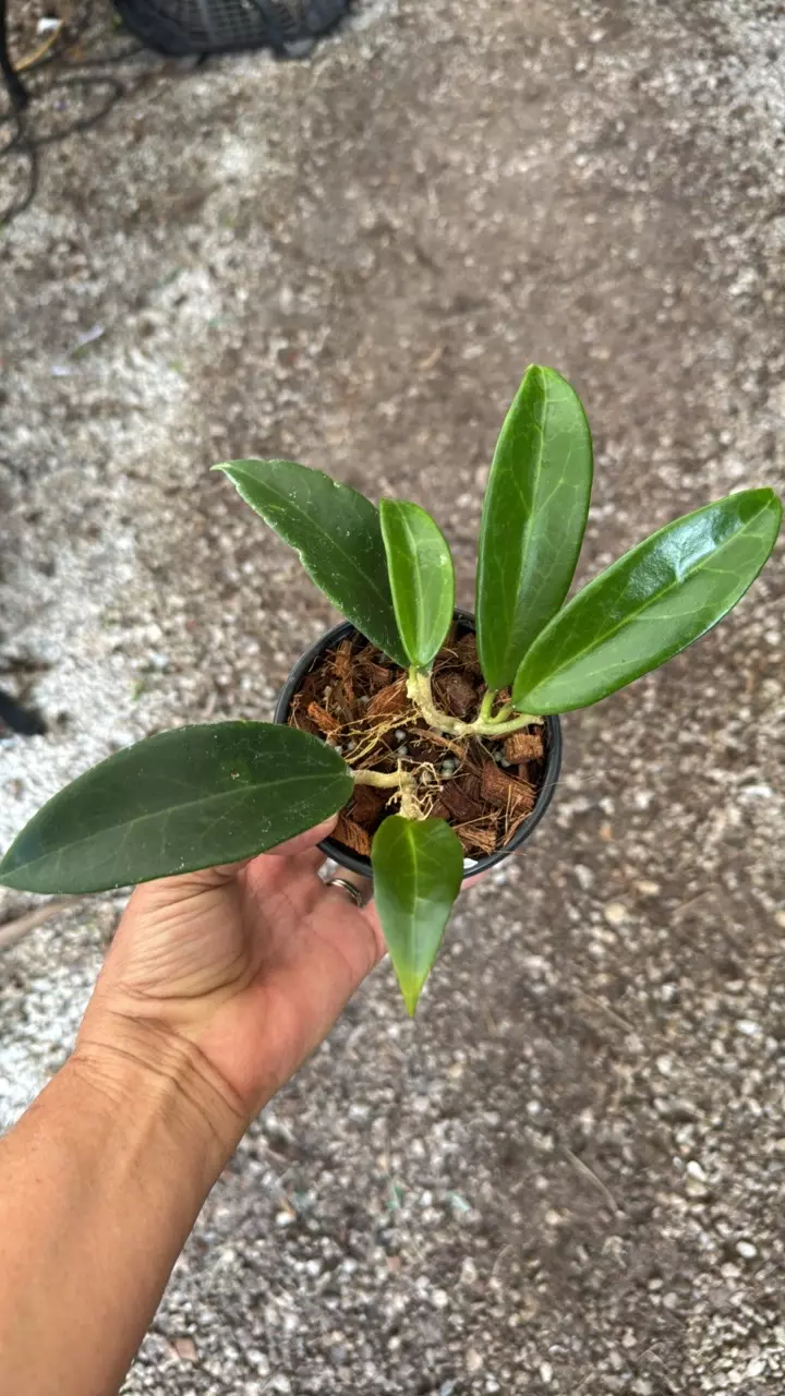 Hoya sp. CoXanh 4”pot thumbnail