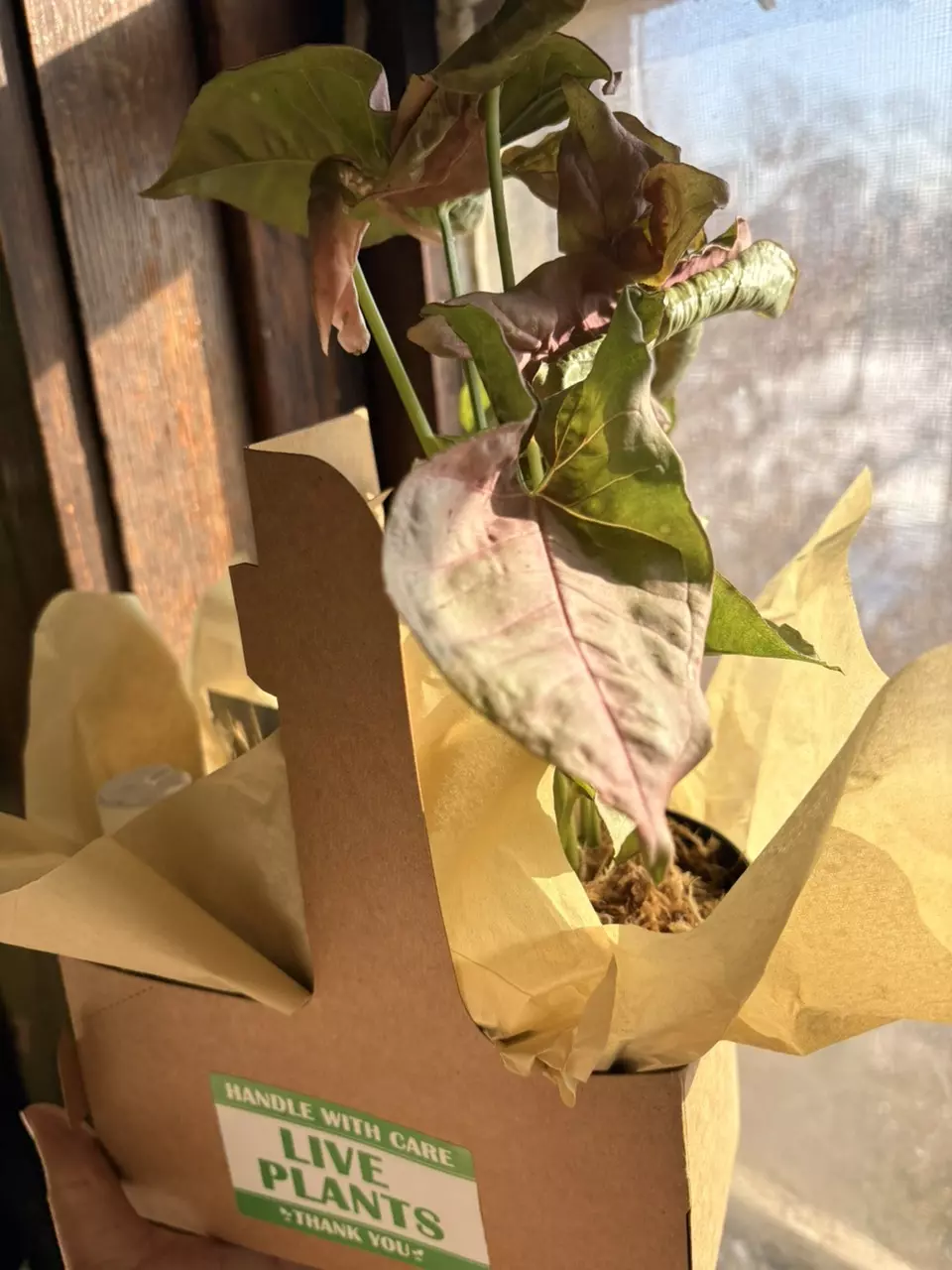 plant parent starter kit thumbnail