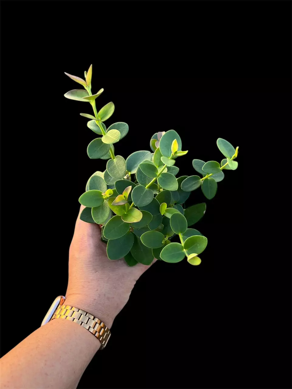 Hoya Cumingiana thumbnail