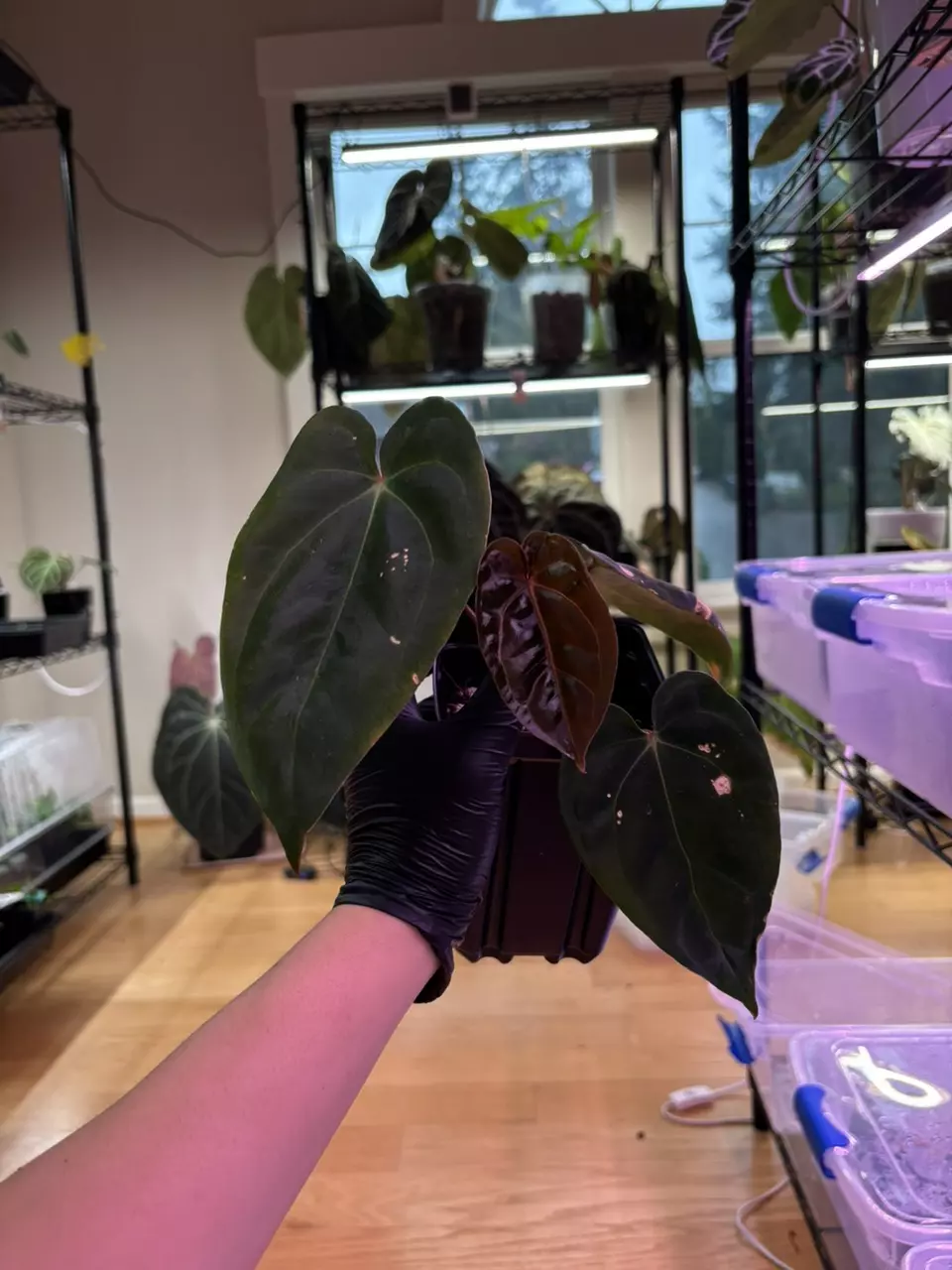 *0027* Magenta x RVDP thumbnail