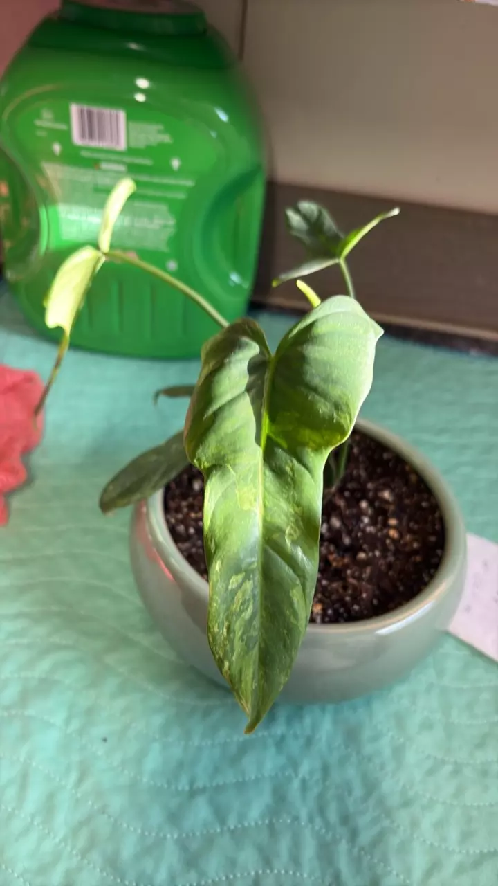 bipennifoluim splash gorden variation philodendron thumbnail