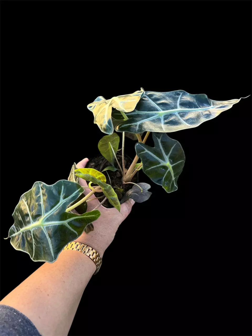 Alocasia Polly thumbnail