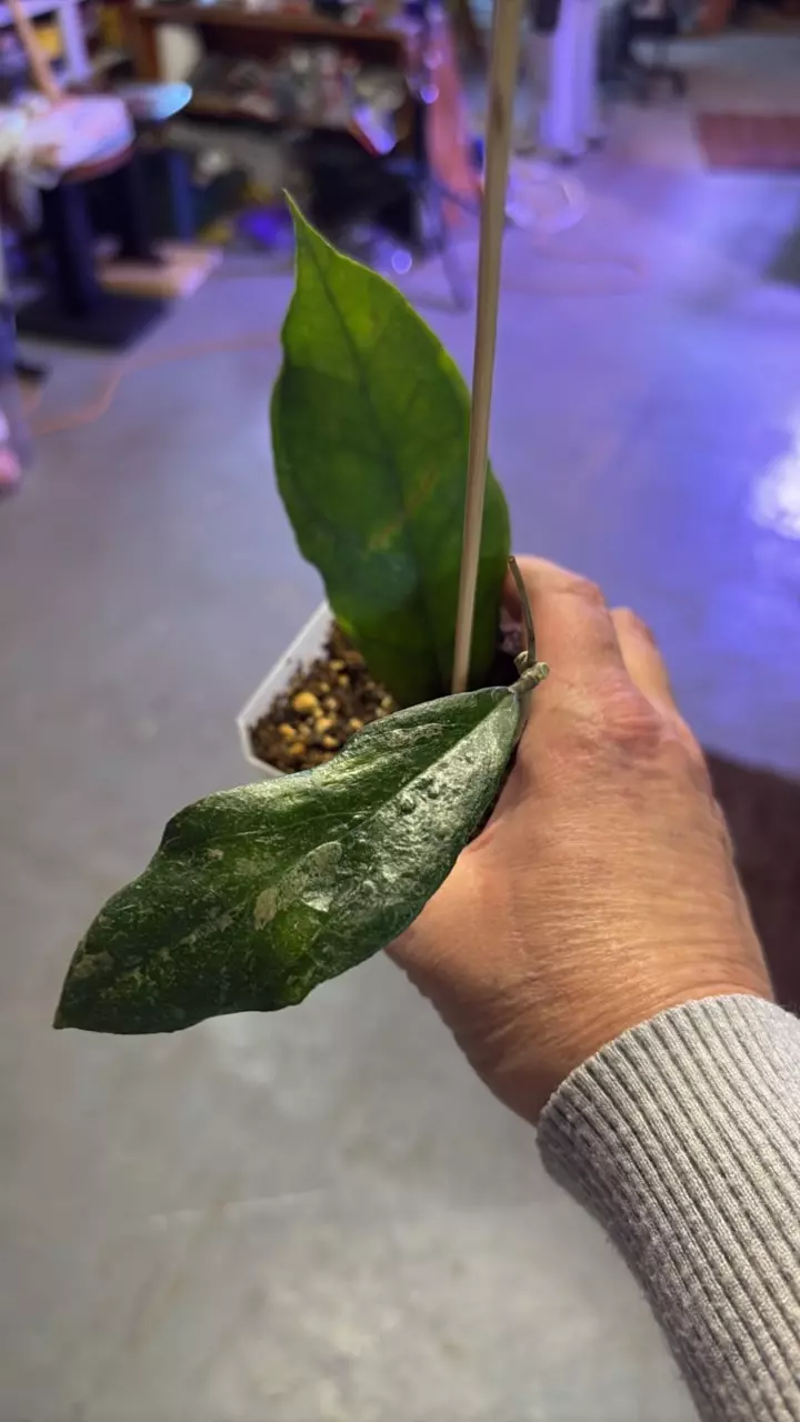 HOYA CHICKEN FARM thumbnail