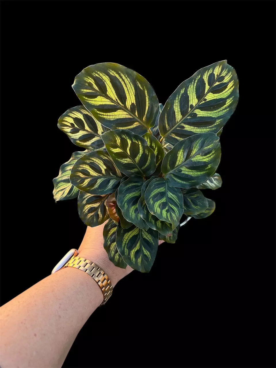 Calathea Peacock thumbnail