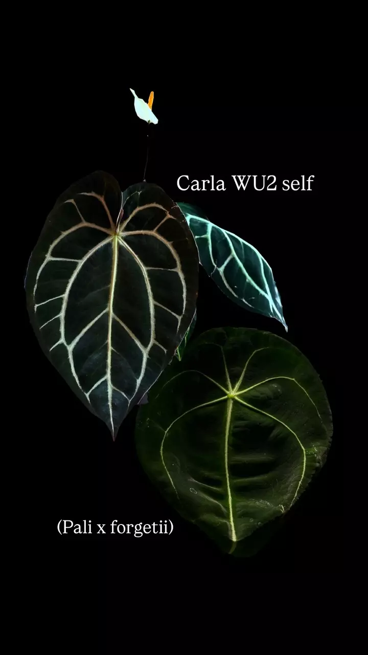 Carla wu2 self x (Pali.forgetii) thumbnail