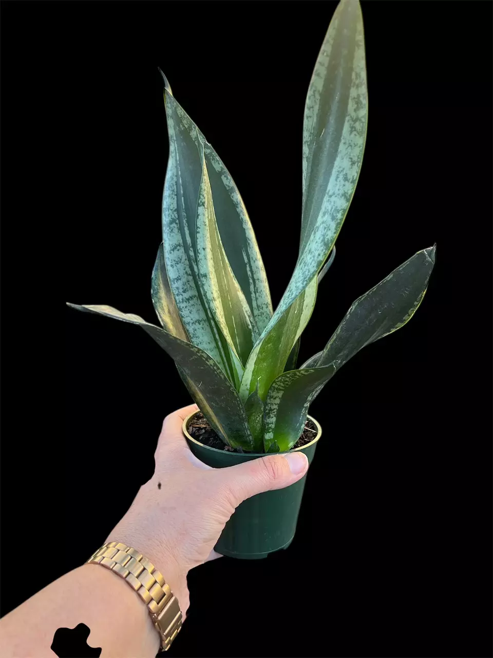 Sansevieria Whitney thumbnail