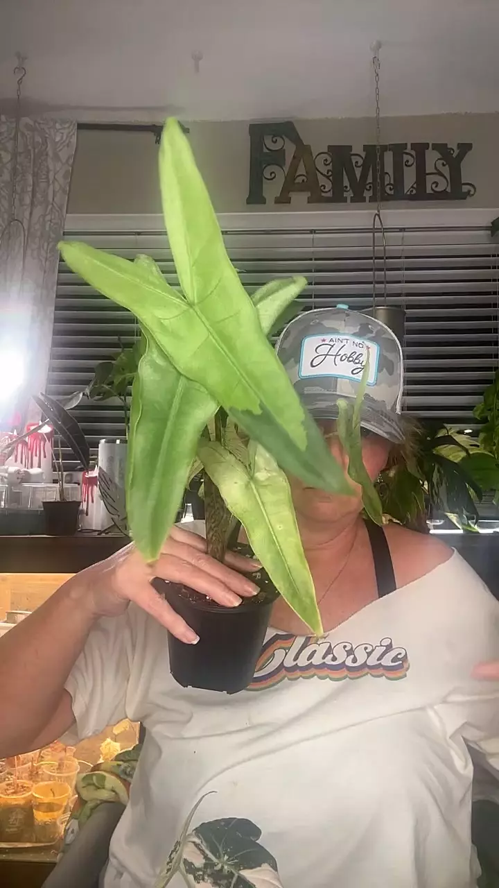 mint Tigrina thumbnail