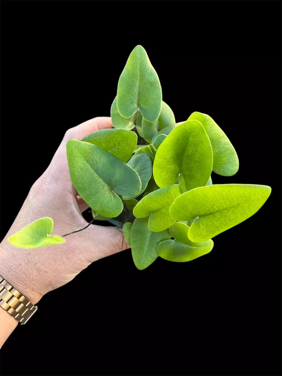 Heart Fern thumbnail