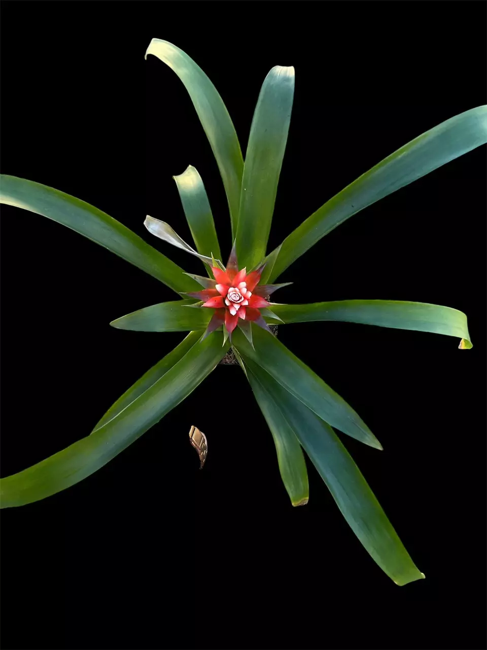 Guzmania Hybrid Orange thumbnail