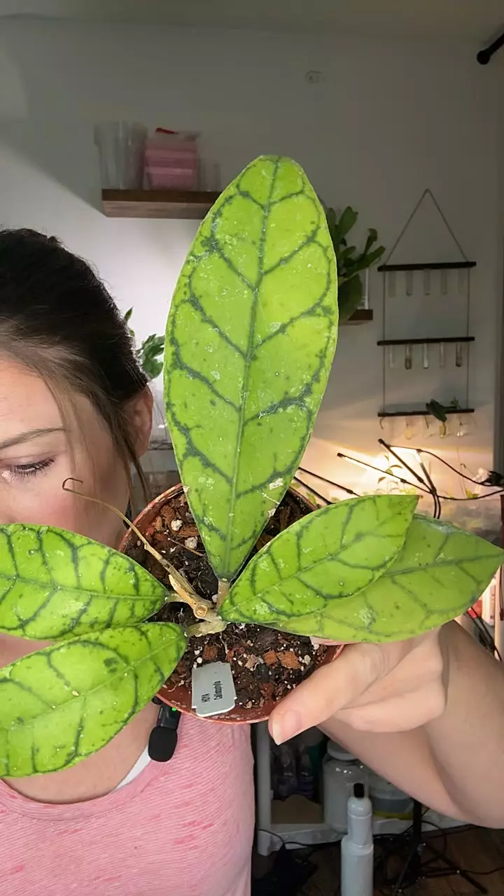 Hoya Callistophylla 0807 thumbnail