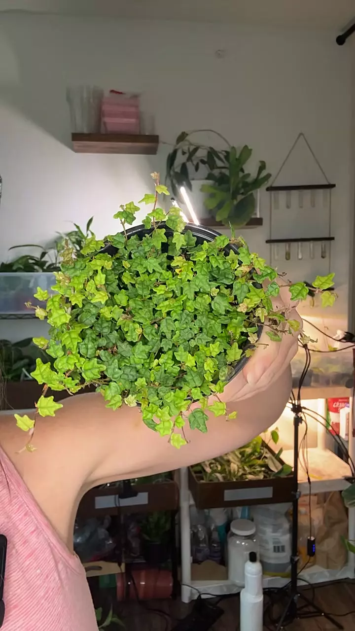 String Of Frogs 1230 thumbnail