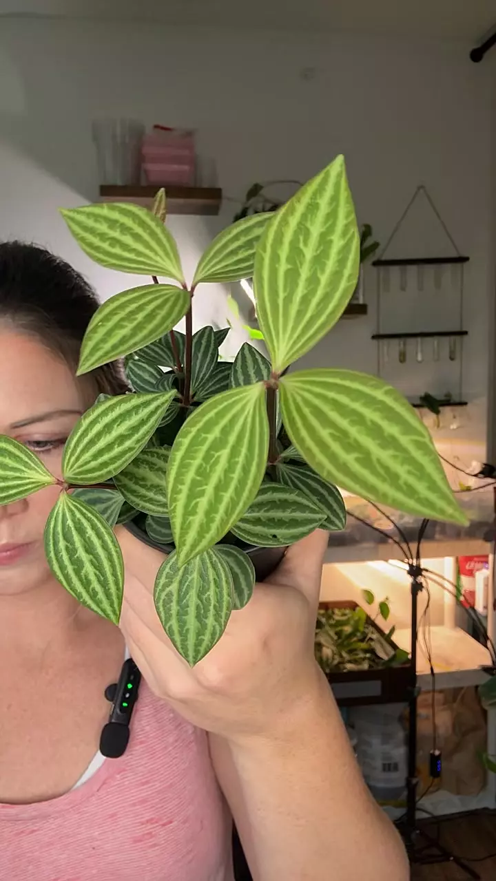 Peperomia Stilt 1213 thumbnail
