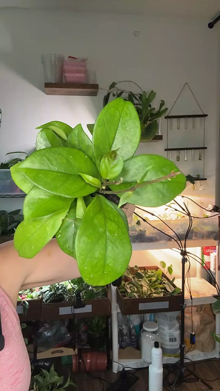 Hoya Fungii 1204 thumbnail