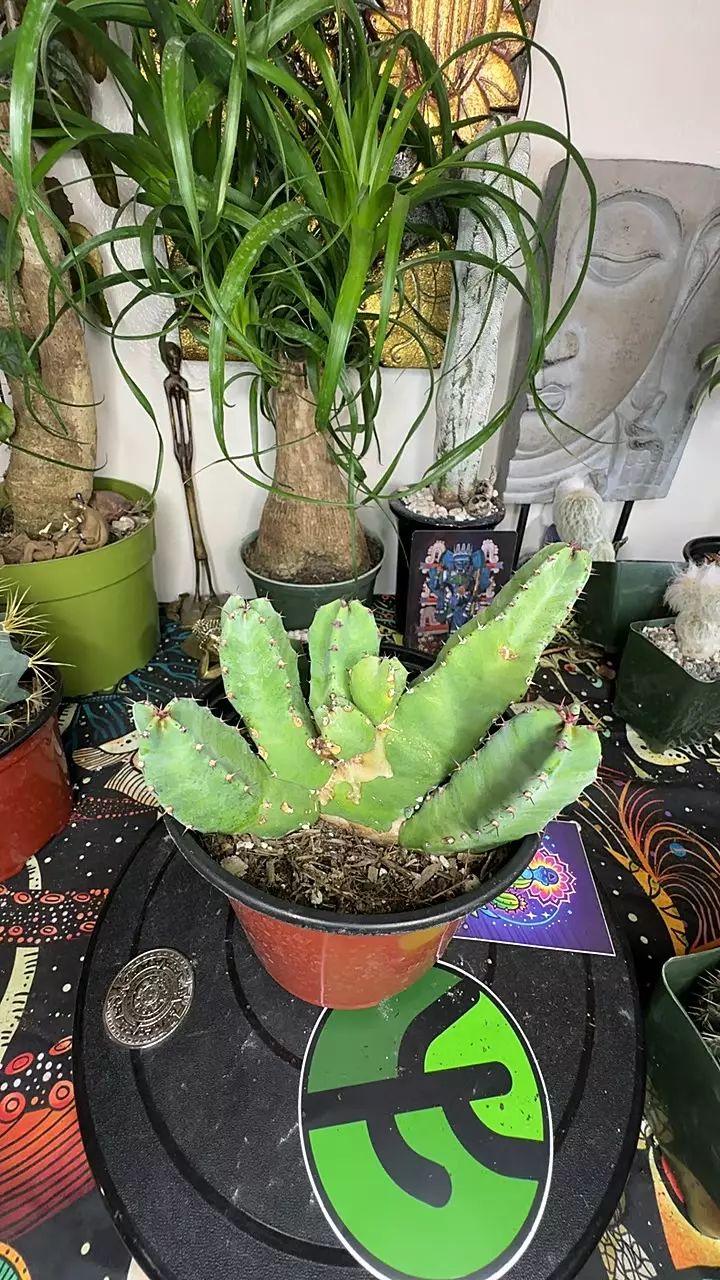 euphorbia vesinifera thumbnail