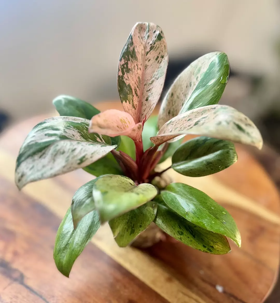 Red Congo Mint thumbnail