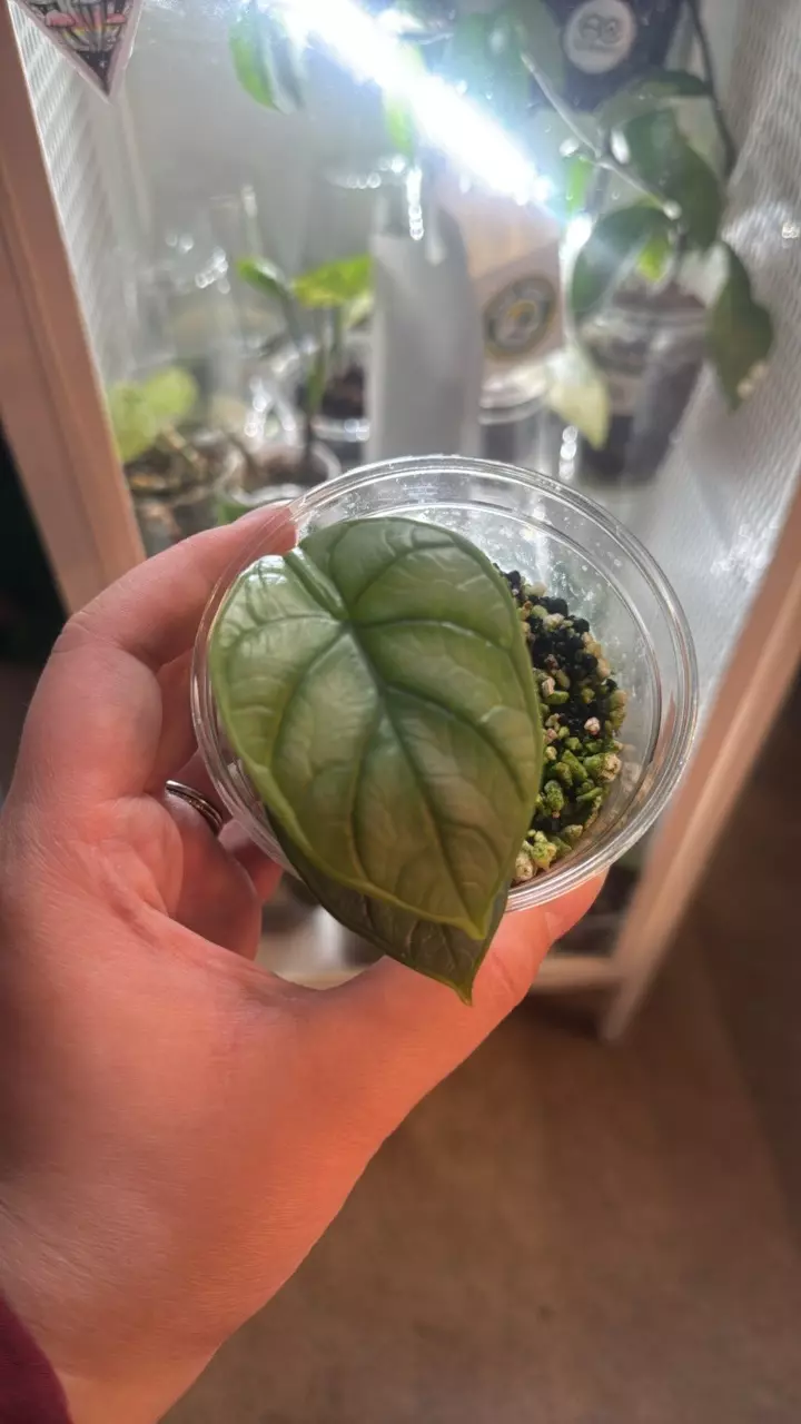 Silver Dragon Alocasia thumbnail