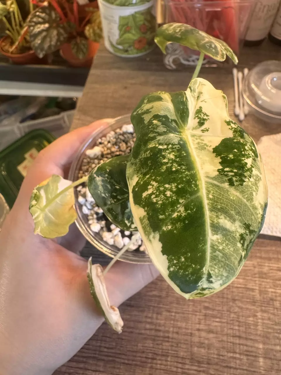 Alocasia var frydek thumbnail