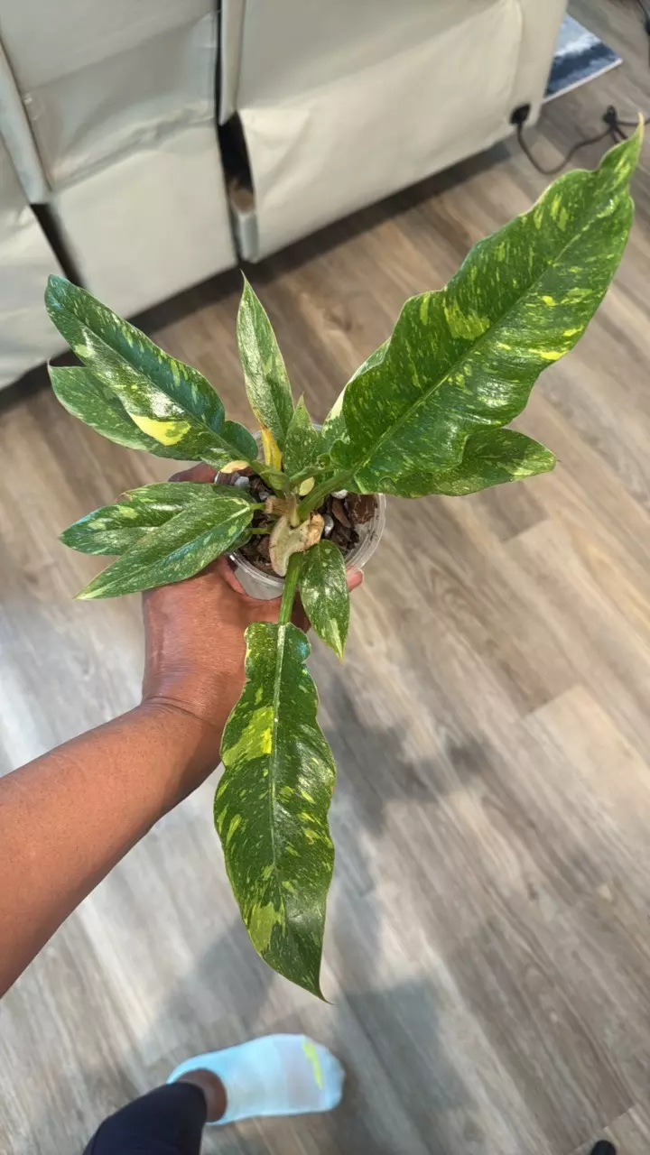 Ring of Fire thumbnail