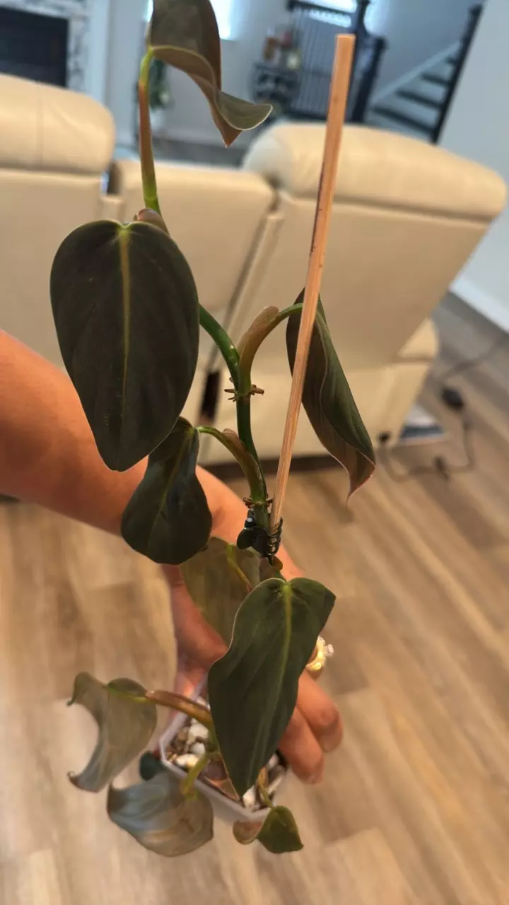 philodendron thumbnail