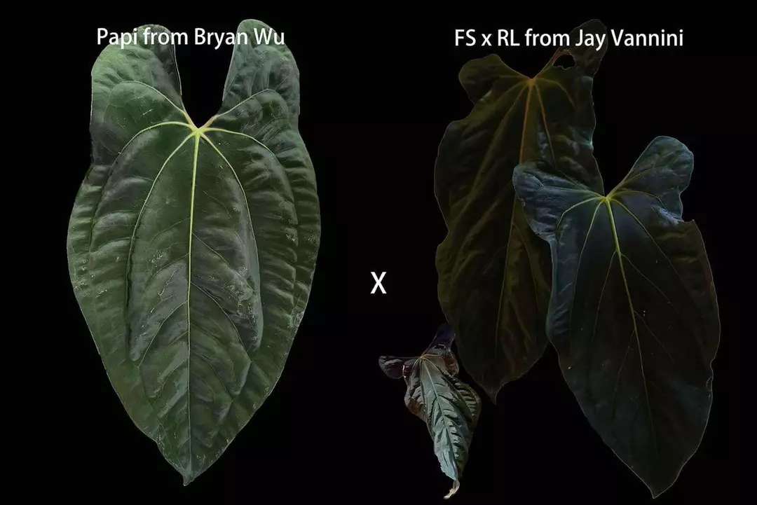 Papi X FSRL thumbnail