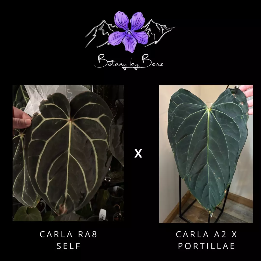 Carla RA 8 Self X Carla A2 x Port thumbnail