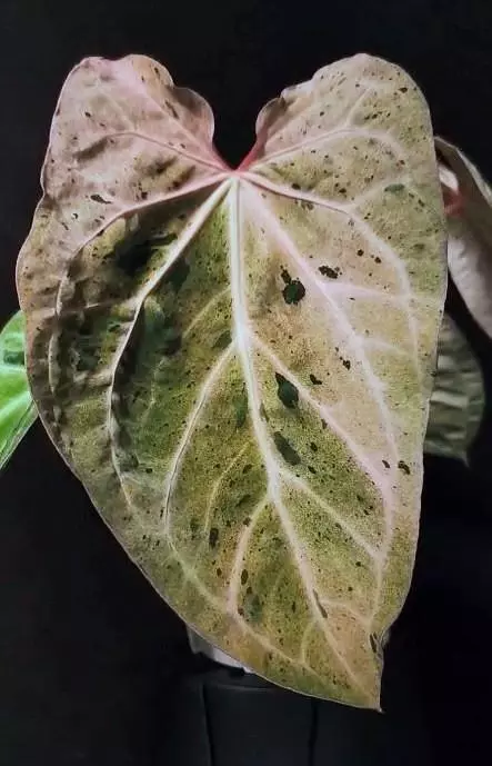 Red crystal pink variegated mother plant thumbnail