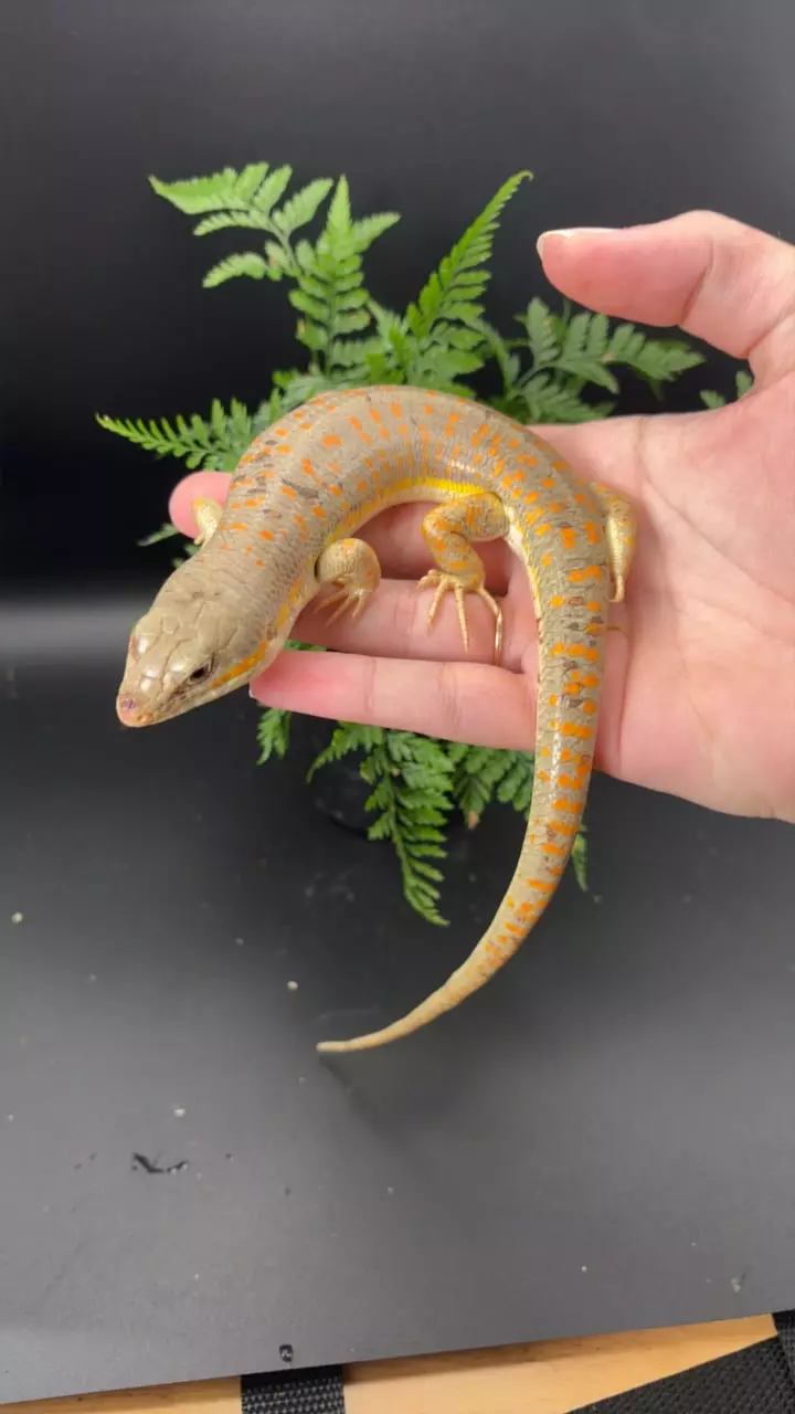 Schneider skink thumbnail