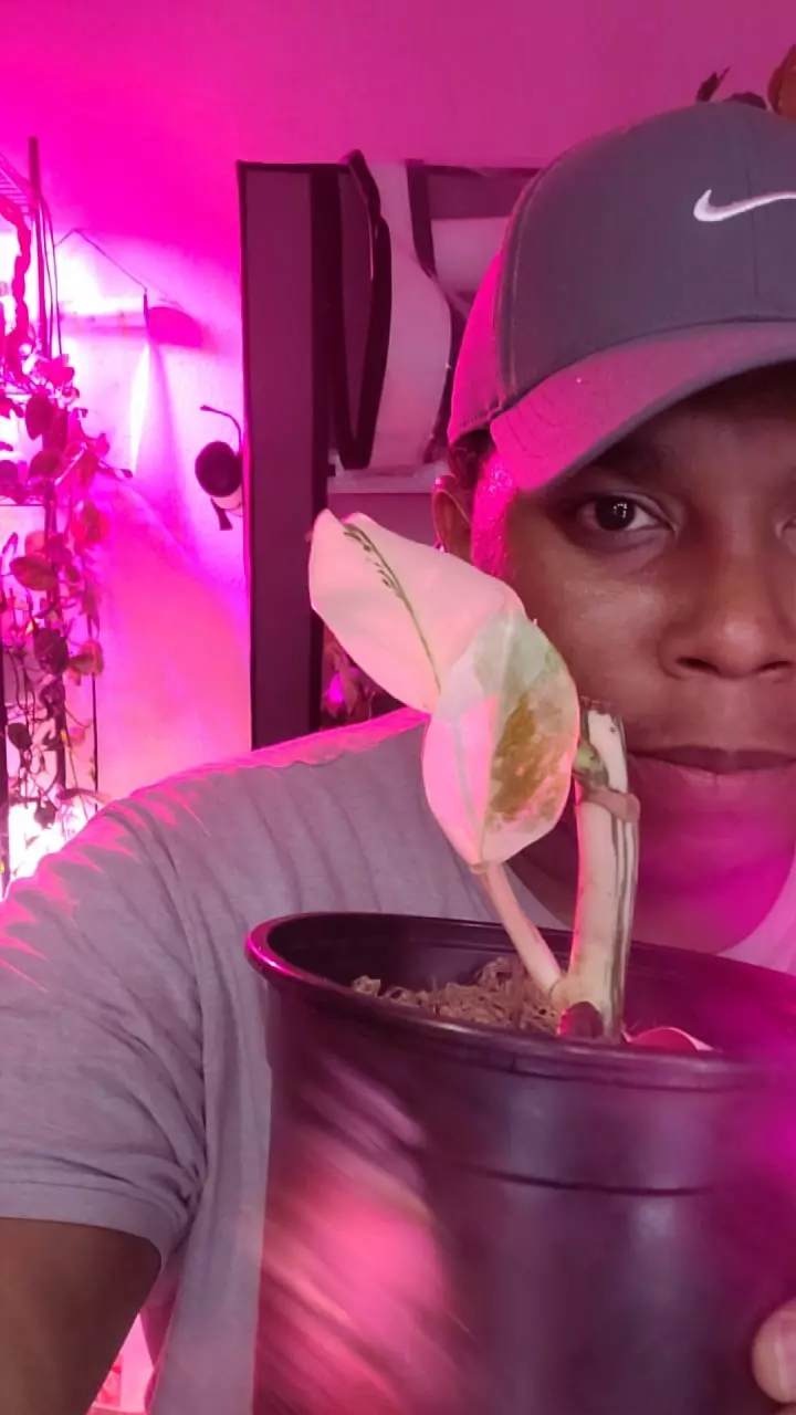 Monstera albo thumbnail