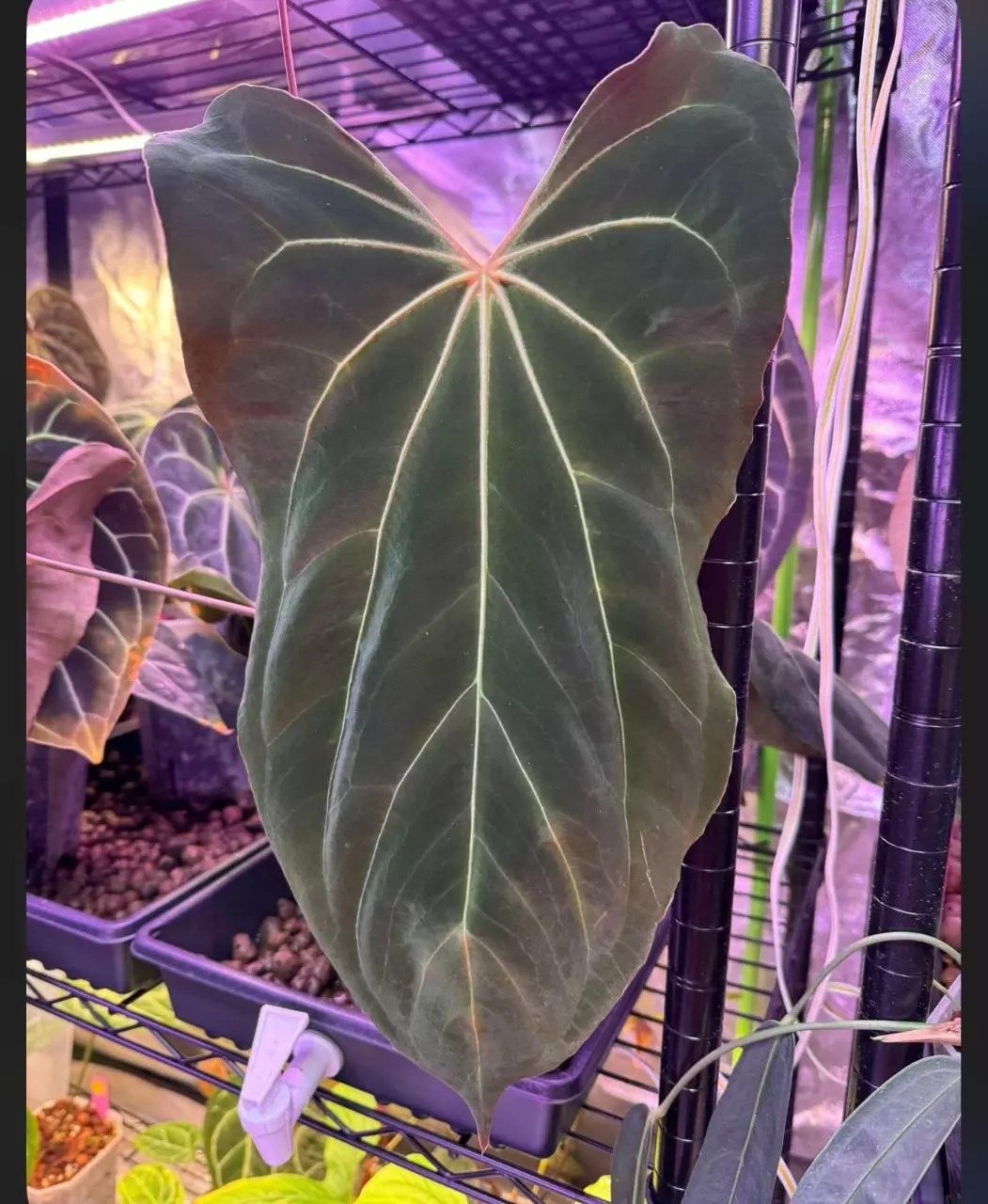 (Blue Pap x FS) x MDB thumbnail