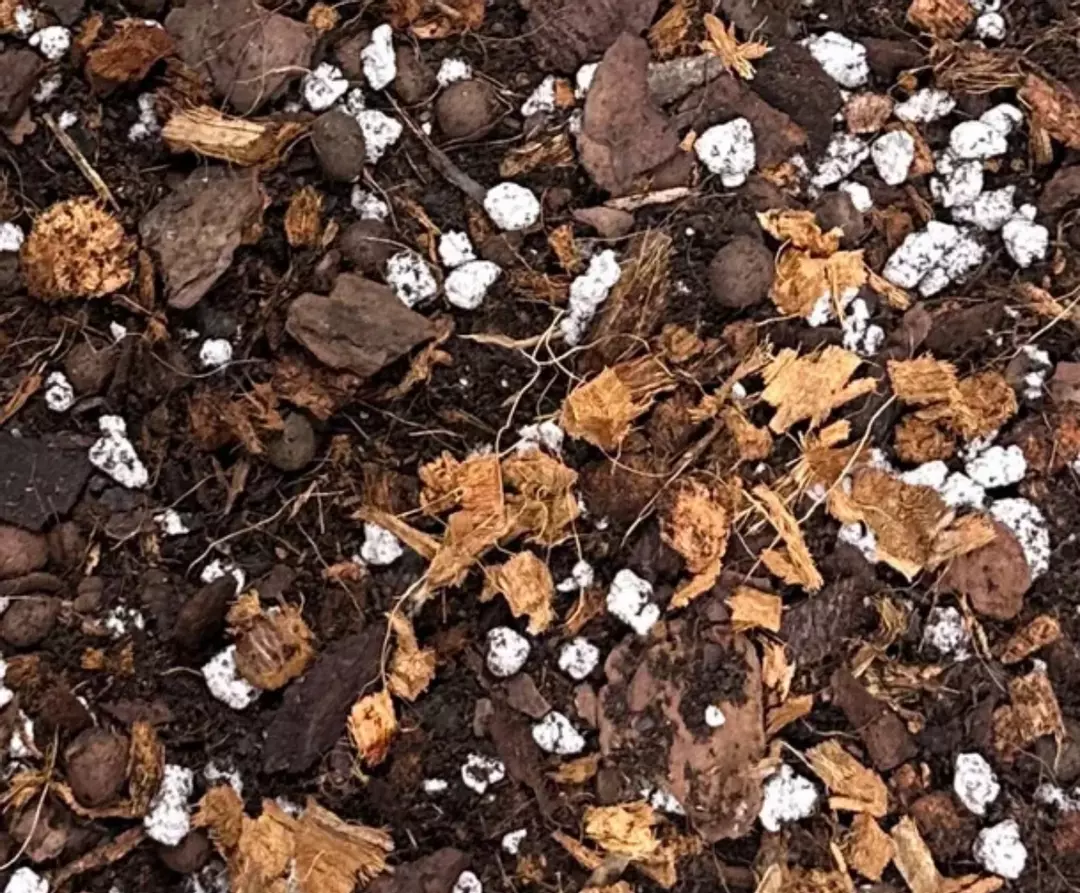 2lb Bag of Custom Aroid Mix thumbnail