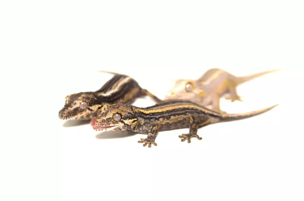 Striped Gargoyle thumbnail