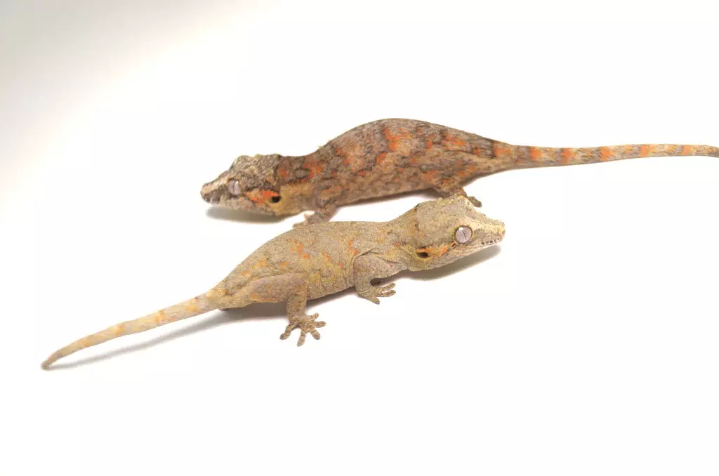 Orange Blotched thumbnail