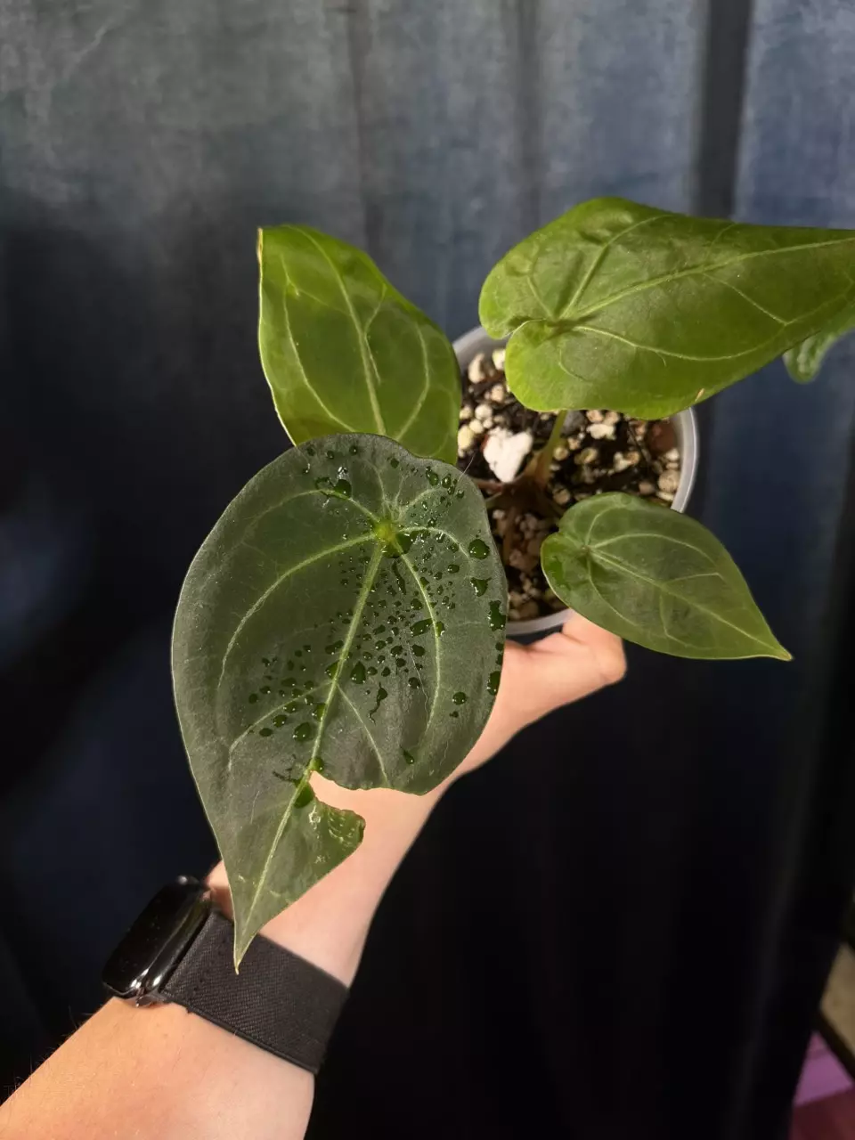 V Indo Pap x V Forgetii (non var) thumbnail