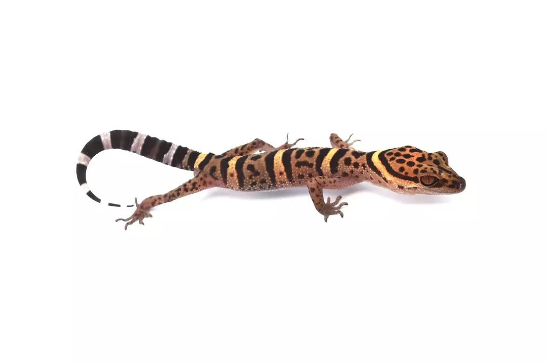 Baby Cave Gecko thumbnail