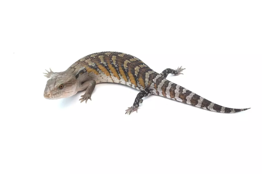2025 Baby Blue Tongue Skink thumbnail