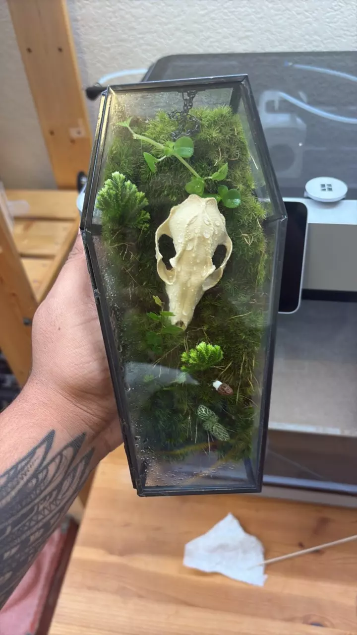 Coffin terrarium thumbnail