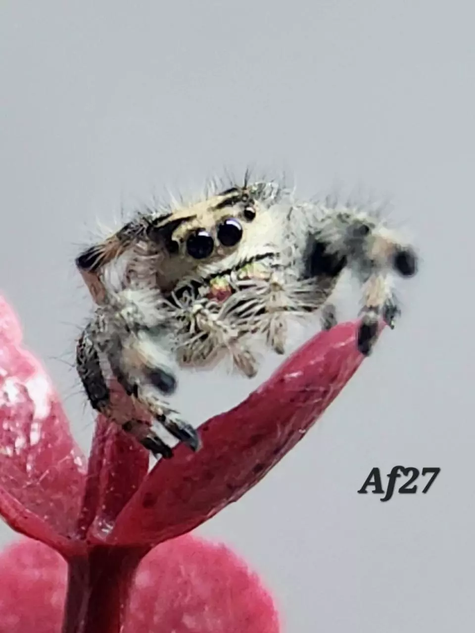 Af27 juvenile female thumbnail