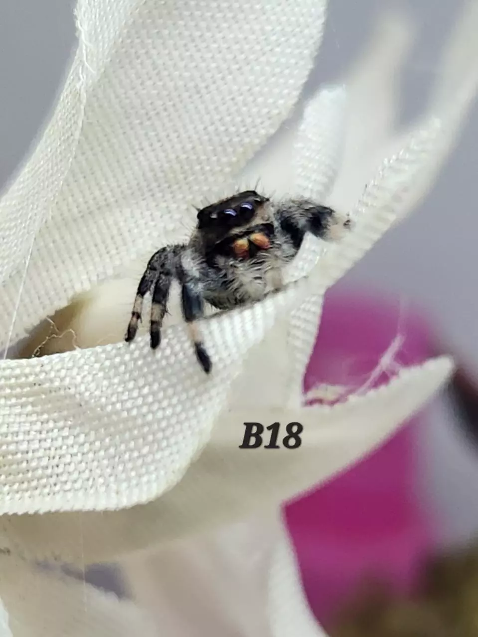Meeper B18 female thumbnail