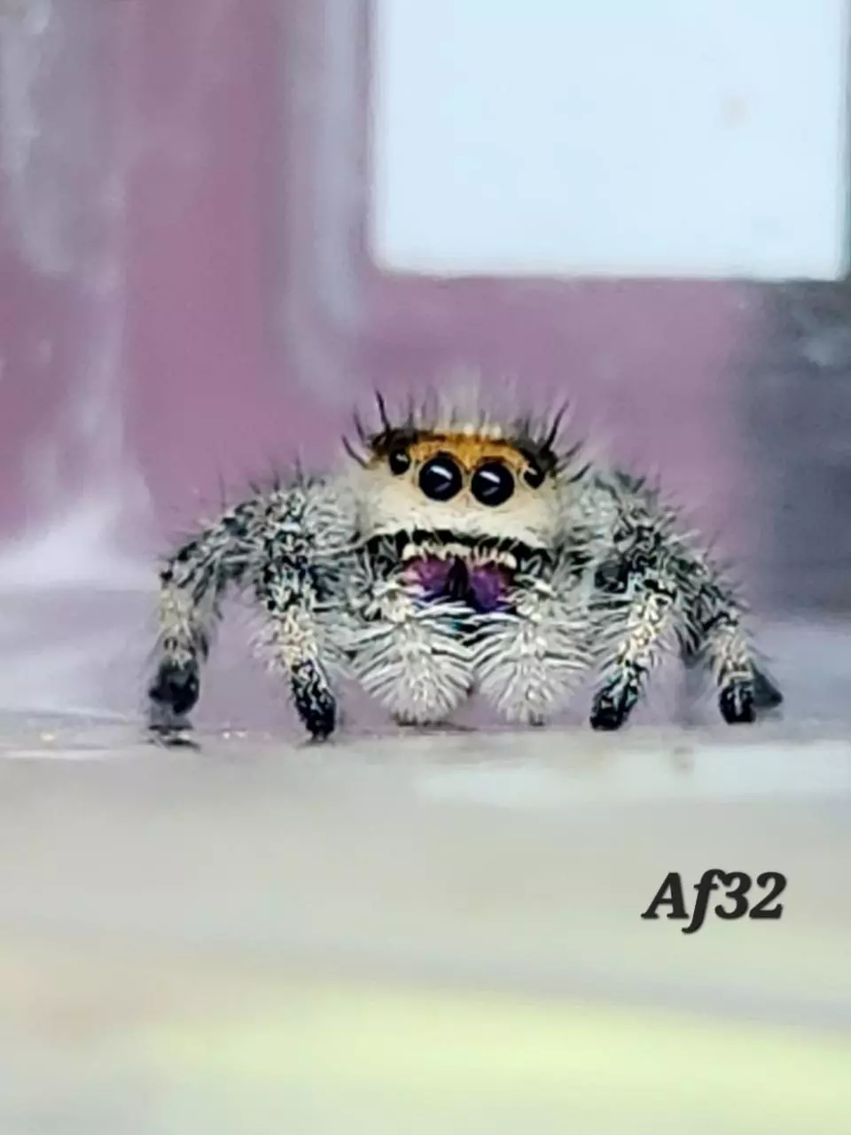 Af32 juvenile female thumbnail