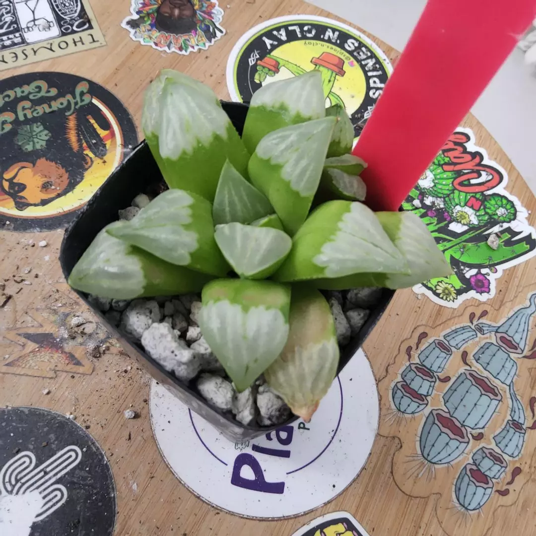 110. Haworthia 'Bayakuya' in 2.5" thumbnail