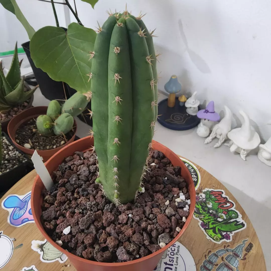 19. Tricho JS444 x Pach thumbnail