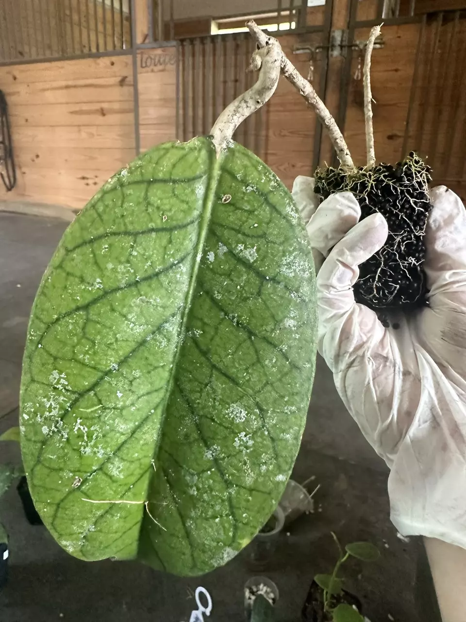 Root my cutting! Up to 5 cuttings thumbnail