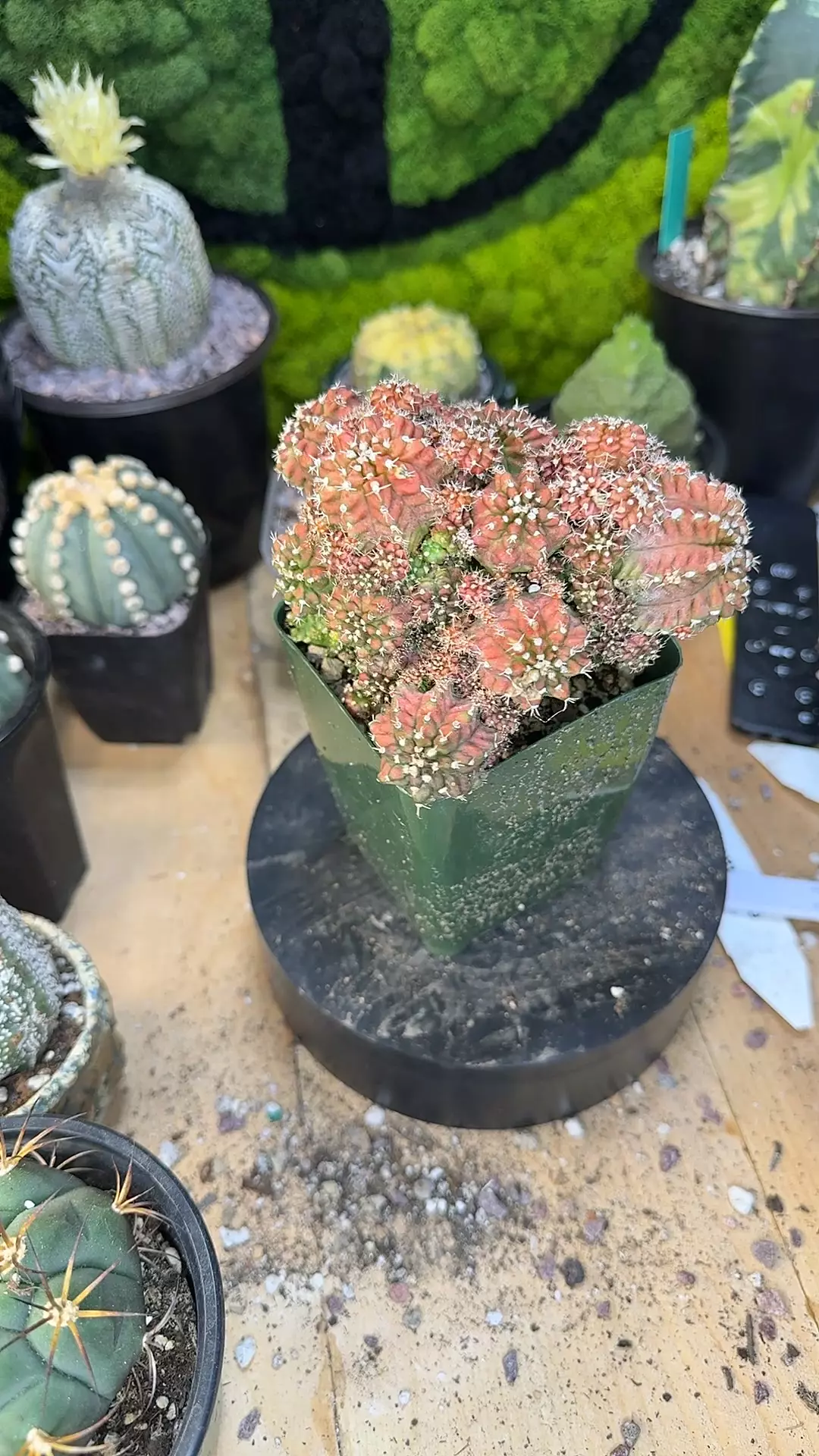 Gymno transformer cluster thumbnail