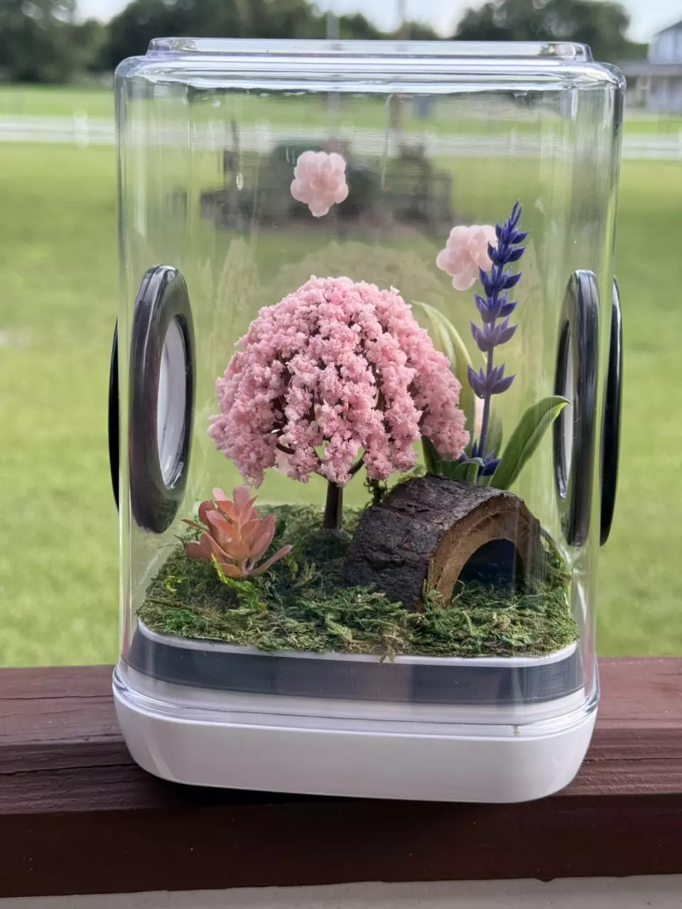 Cherry blossom with pink succulent background thumbnail