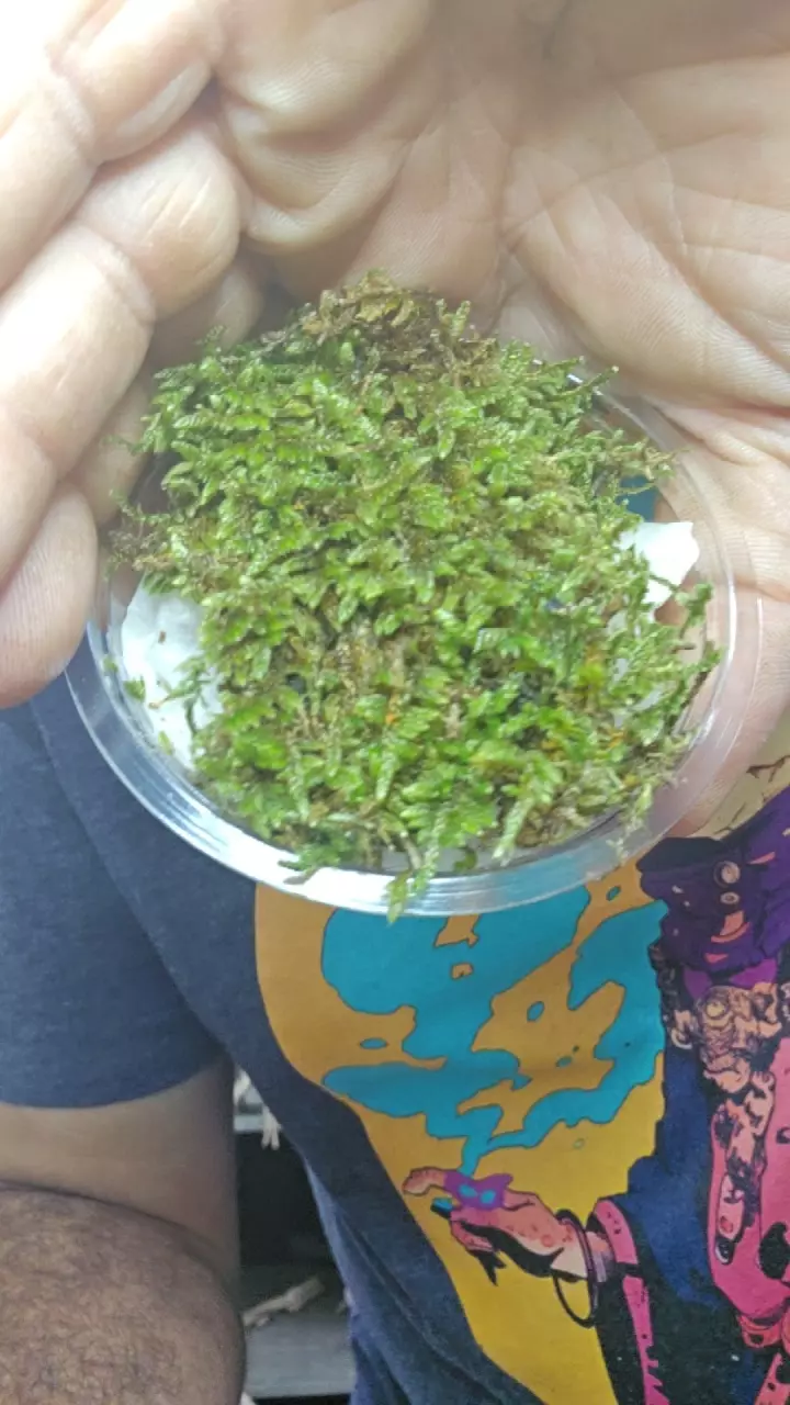 Live Carpet Moss thumbnail