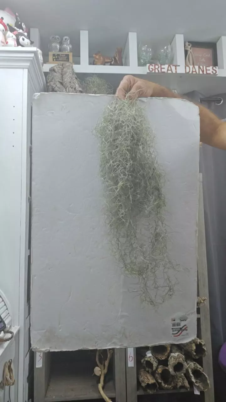 Live Spanish Moss thumbnail