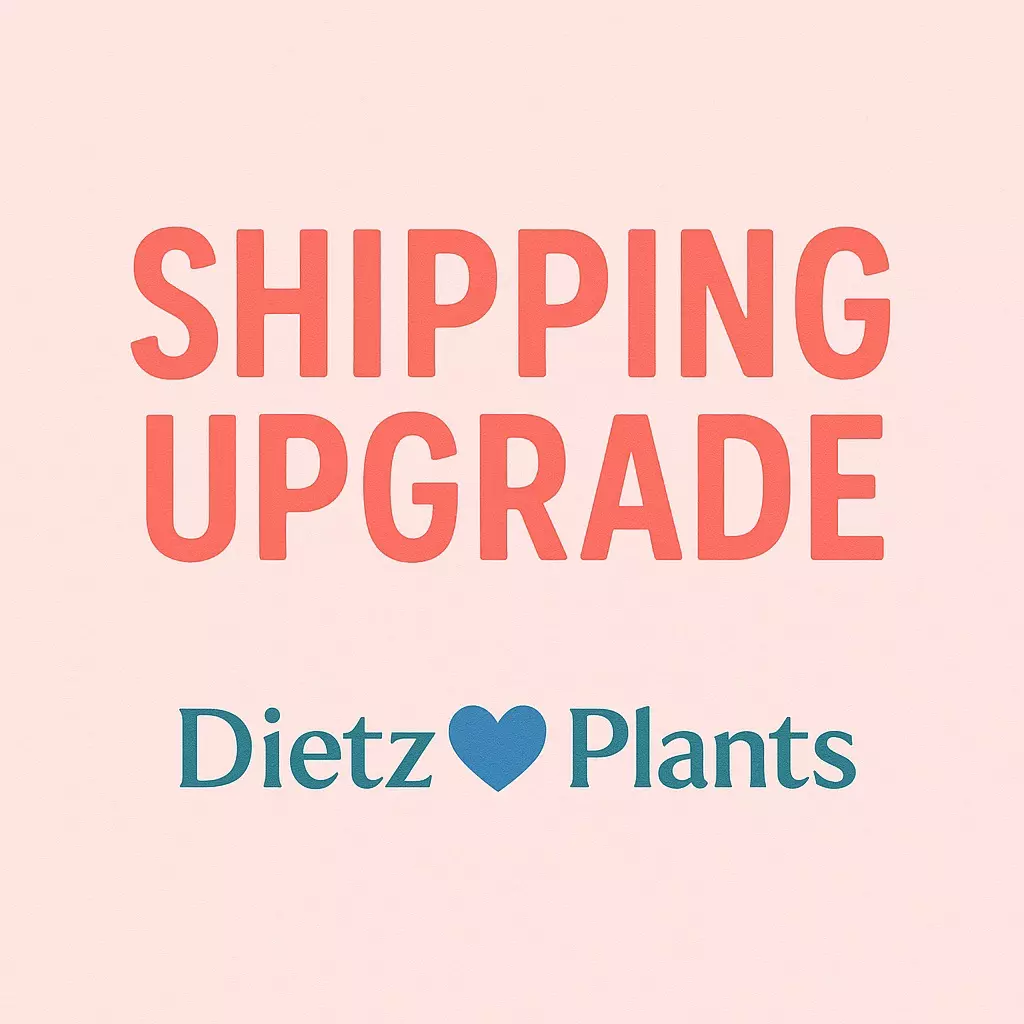 Next Day Air thumbnail