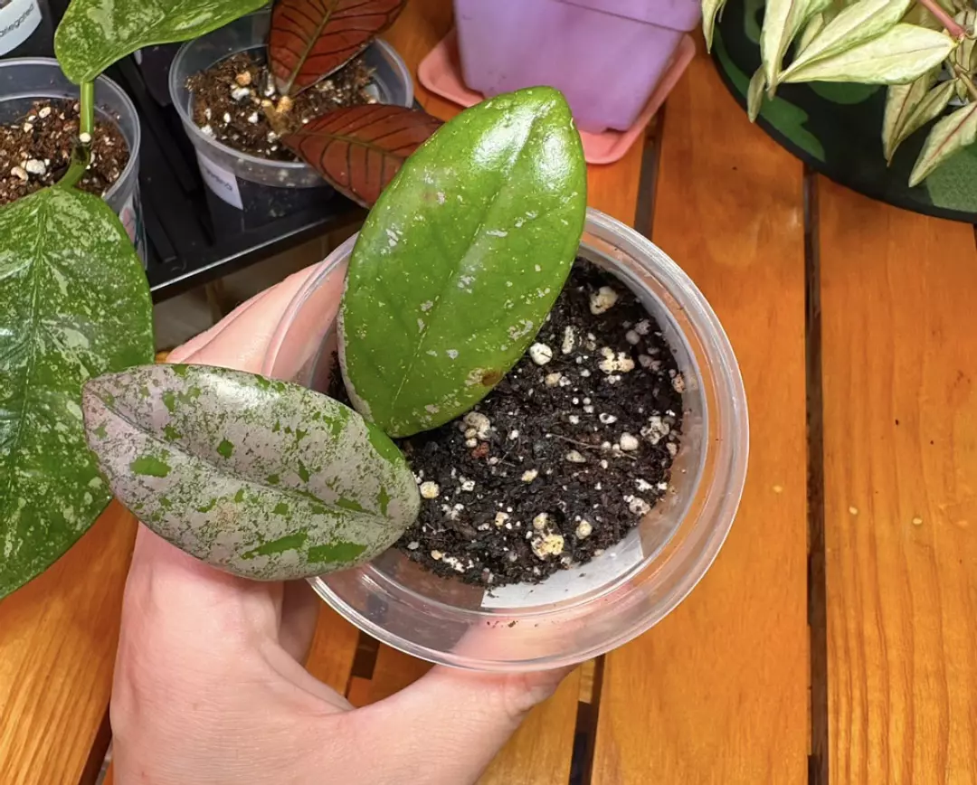 (P83) 3” Hoya Wilbur Graves thumbnail