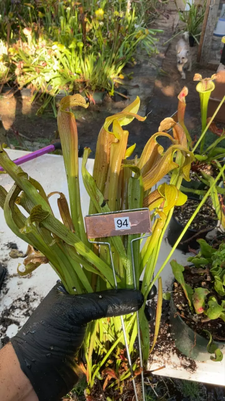 #94 sarracenis rubra thumbnail